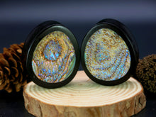 Load image into Gallery viewer, Dark Raintree Oval Teardrop Plugs with Abalone Shell