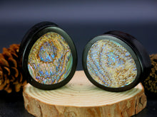 Load image into Gallery viewer, Dark Raintree Oval Teardrop Plugs with Abalone Shell
