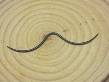 Load image into Gallery viewer, Buffalo Horn Septum Mustache Tusks